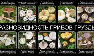 Икра из грибов груздей