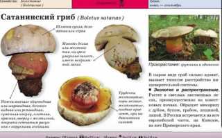 Как отличить сатанинский гриб от дубовика