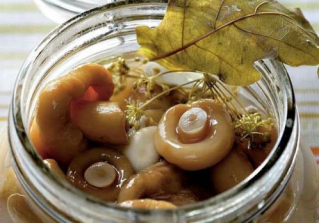 Грибы кулачки