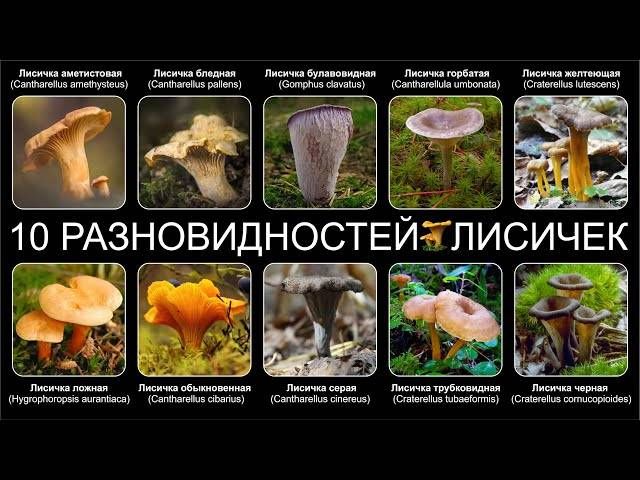Лисички