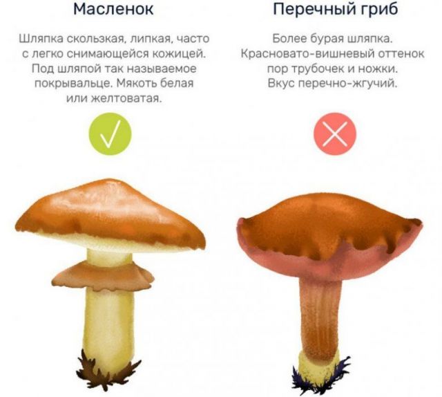 Масленок и перечный гриб