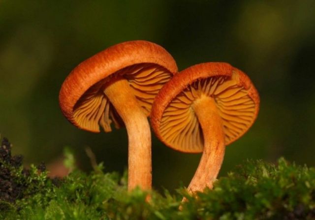 Паутинник красивейший