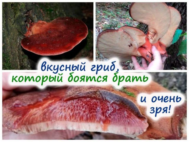 Печеночница обыкновенная