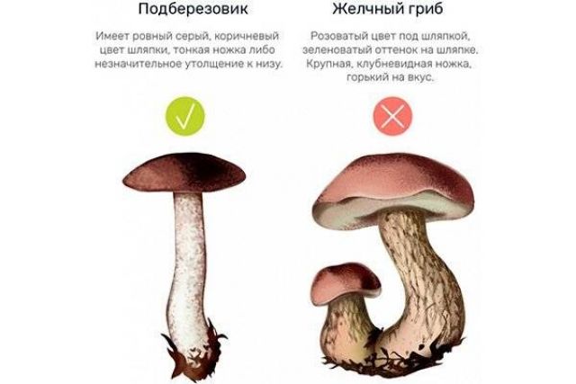 Подберезовик и желчный гриб